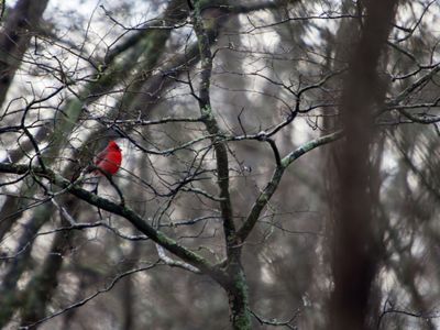 A bright red cardinal perches on bare tree branches.