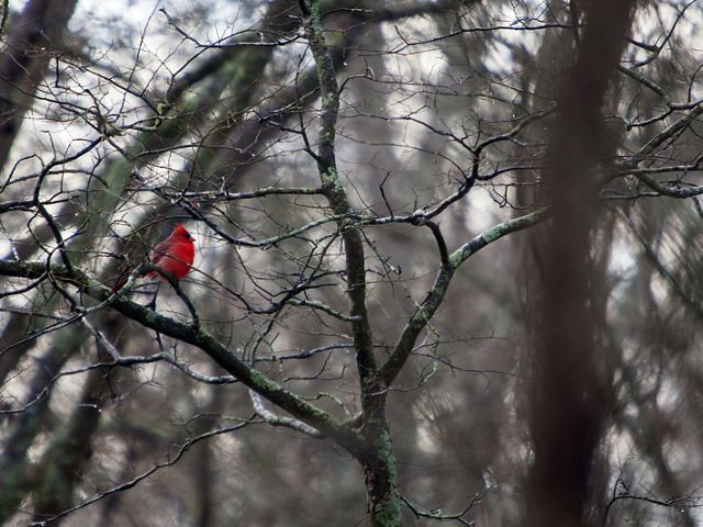 A male cardinal sits in a tree at Black Bayou Lake in Monroe, Louisiana