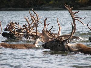 A herd of caribou makes there way across a body of water.