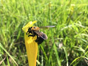 A bee visits a yellow flower.