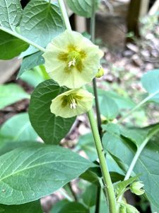 Yellow flowers bloom from a thick green, leafy stem.