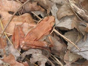 Looking down on a small orange-brown frog, well camouflaged against a layer of dried oak leaves.