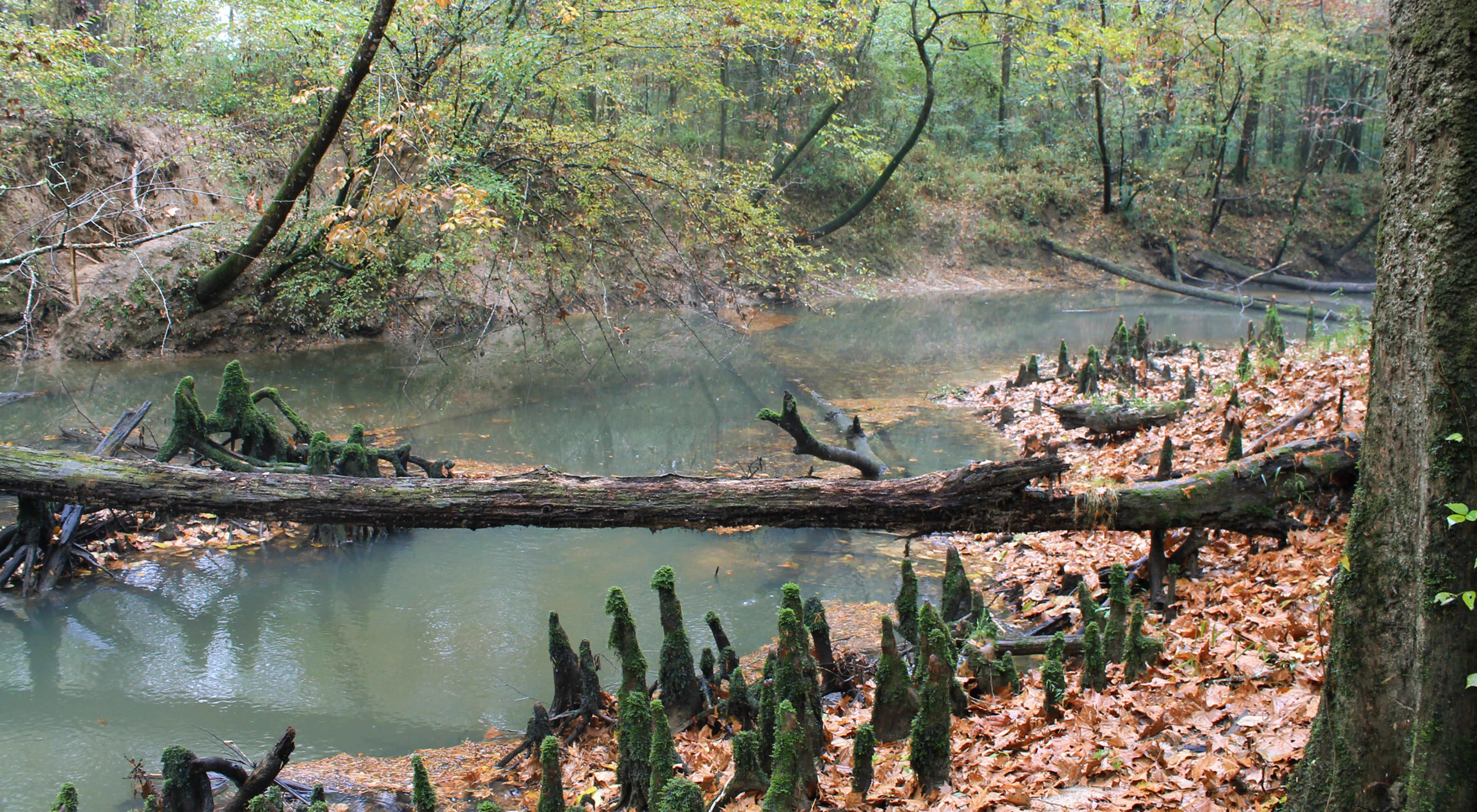 A forested stream flows through the Cat's Den Cave Preserve