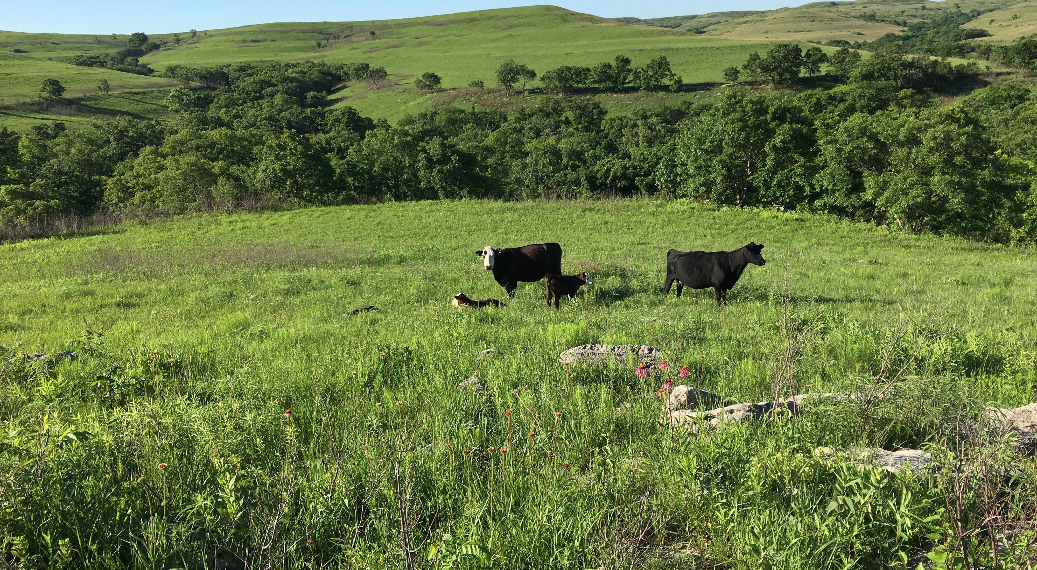 Two adult cows and two calves stand in bright green prairie field.