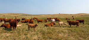Cattle standing in a prairie.