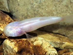 Cavefish swimming in clear water.