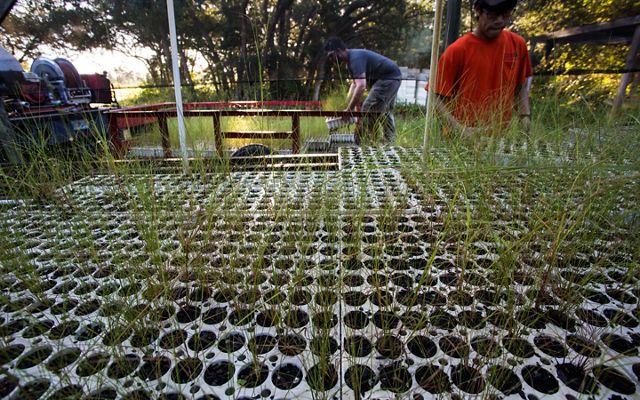 Two volunteers load racks of bright green seedlings onto a red trailer.