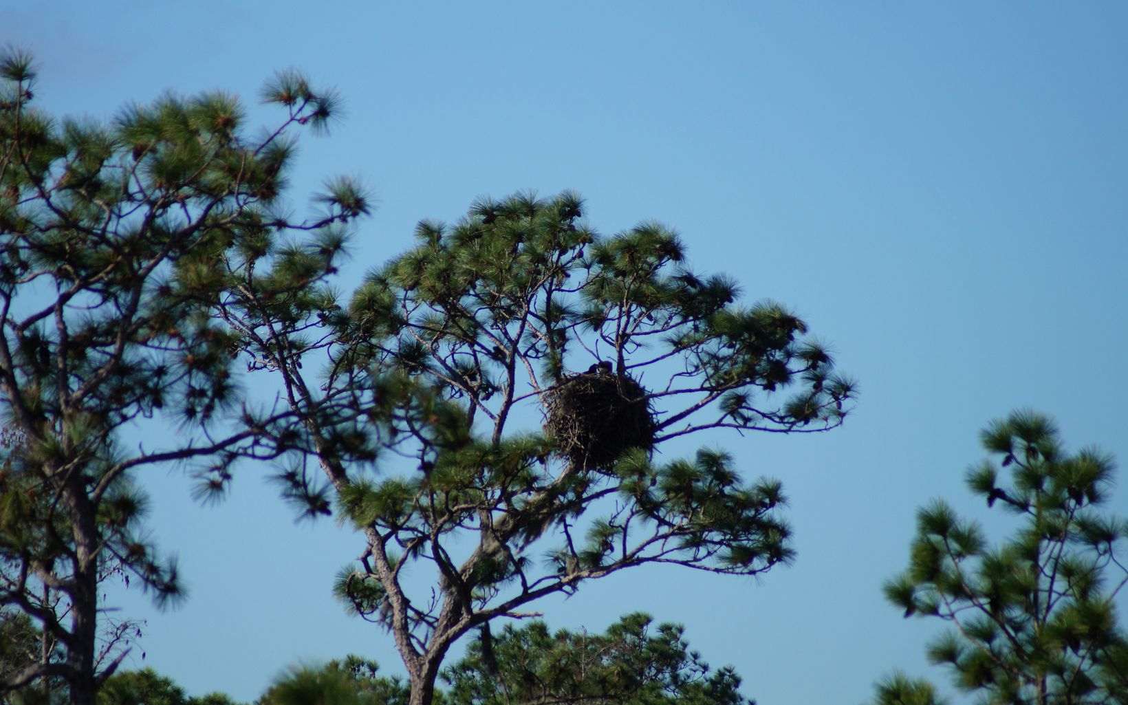 
                
                  Bald Eagle Monitoring Preserve staff routinely monitor various wildlife species on the preserves, including discovery of this bald eagle nest high in the treetops above Disney Wilderness Preserve.
                  © Hannah O'Malley/TNC
                
              