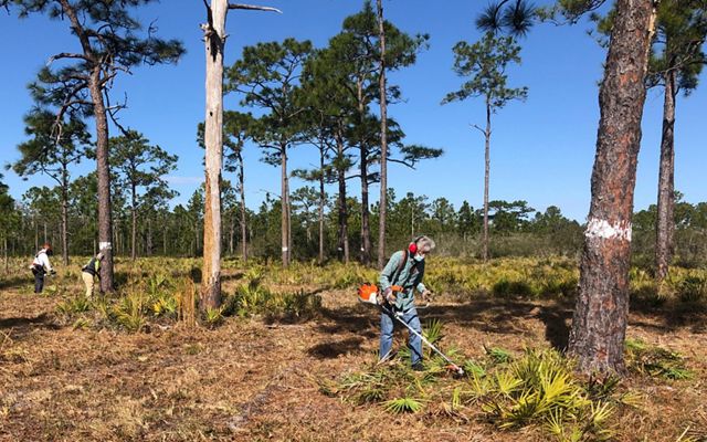 Disney Wilderness Preserve volunteers clear the area around pine trees where red-cockaded woodpeckers make their nests. 