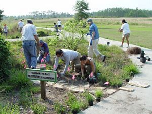 Volunteers work to install native plants to attract butterflies for the Butterfly Garden at Disney Wilderness Preserve. 