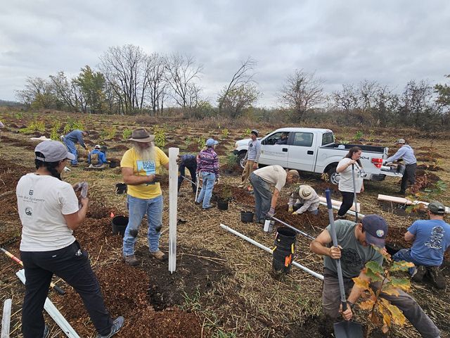 volunteers planting trees.