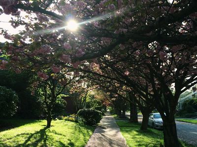 View looking down a sidewalk with a row of trees on one side and grass on the other.