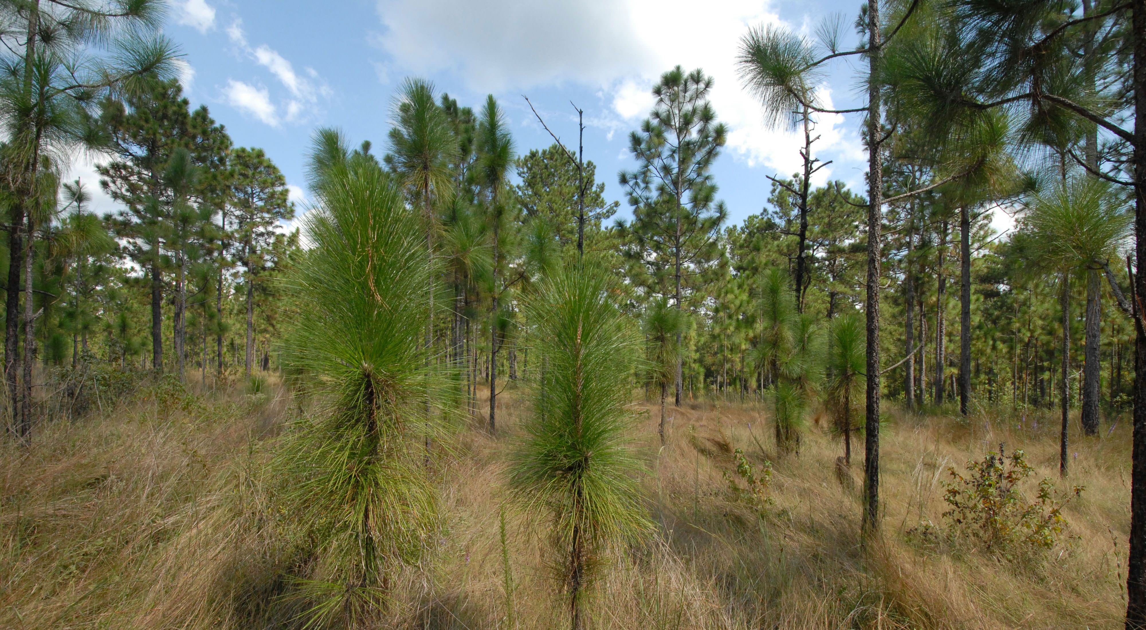 Longleaf pine at CC Road Savanna Preserve