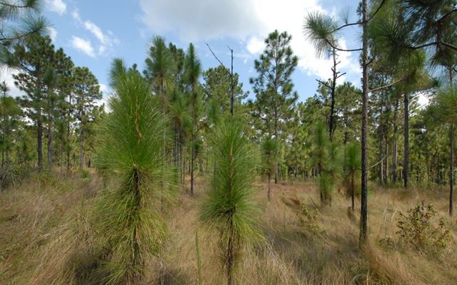 A forest features tall pine trees interspersed with brown grasses.