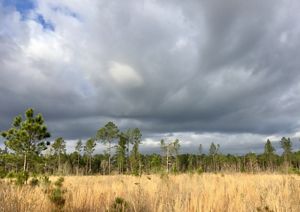 Brown grass with trees interspersed below a cloudy sky.