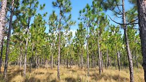 Tall brown and green grasses grow between scattered pine trees.