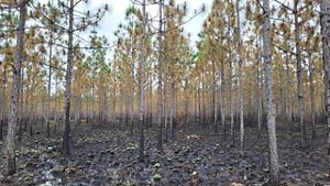 The understory of a forest lookbs empty after TNC has applied fire to the area.