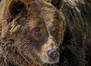 close up shot of a brown grizzly bear