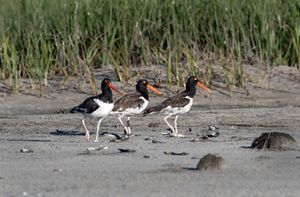 Three brown and white birds, with orange beaks, walk along a sandy beach.