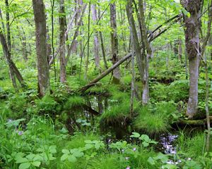 Forested wetland with trees, standing water, flowers.