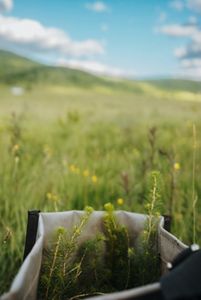 A canvas bag holds red spruce saplings with a grassy horizon in the background