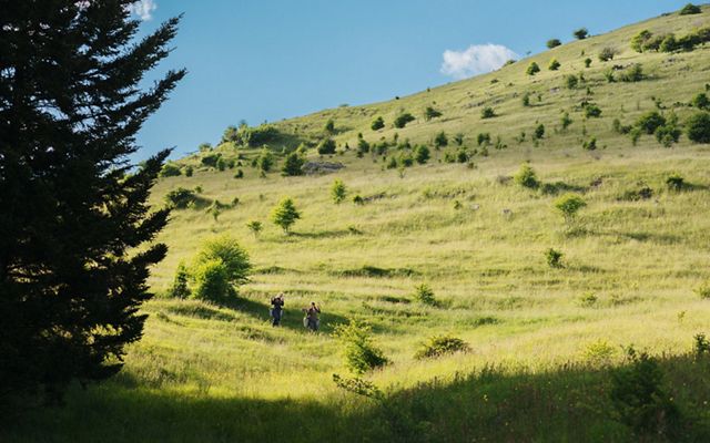 Plant a Billion Trees program