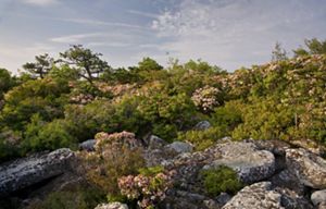 Mountain laurel flowers growing on rocky terrain.