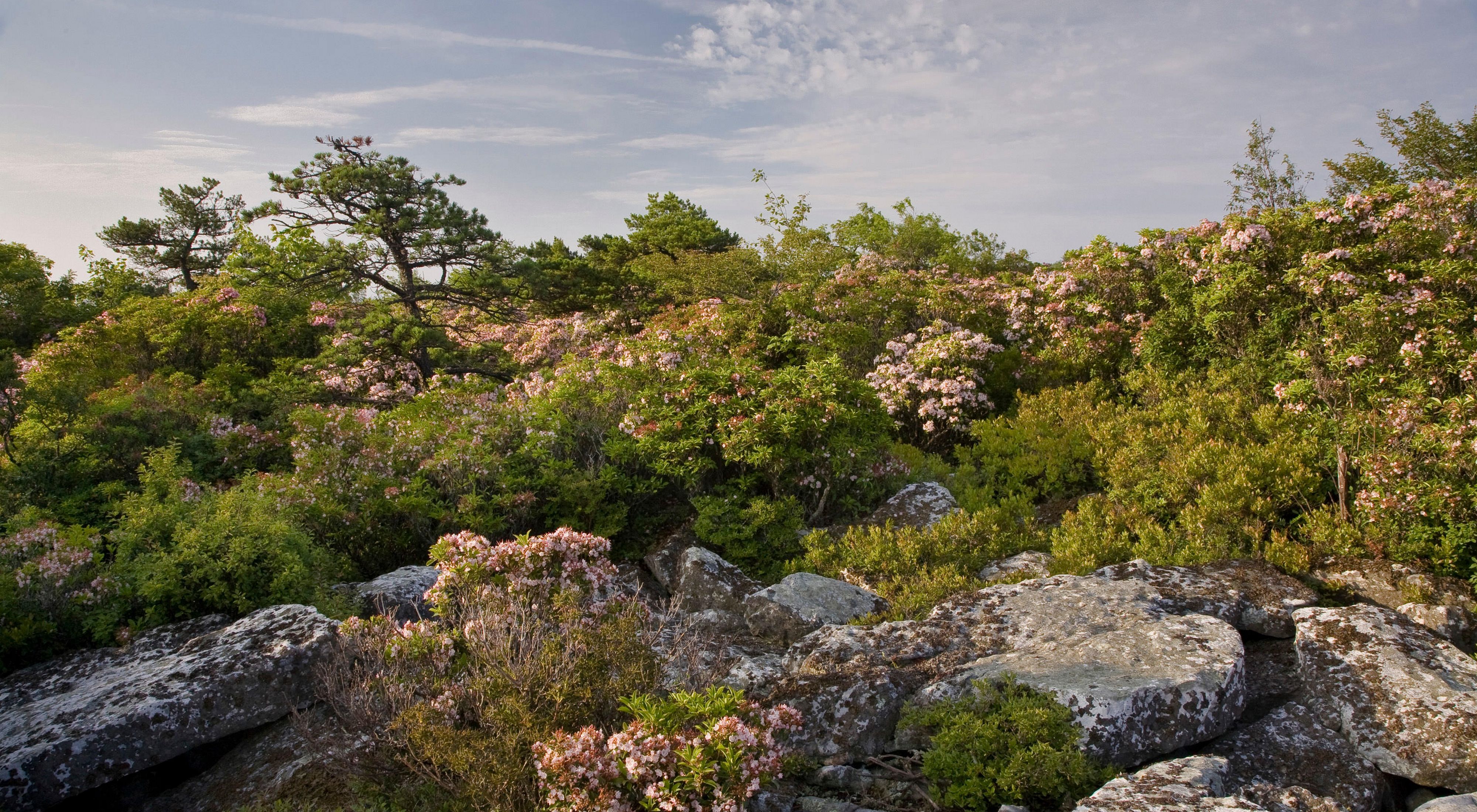Mountain laurel flowers growing on rocky terrain.