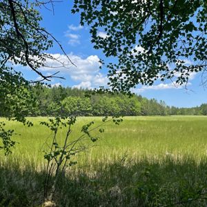 An open, green meadow is framed by green leafy trees, with a blue sky overhead.