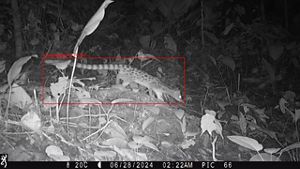 A long, thin animal with spots and a long thin striped tail runs in front of the camera.