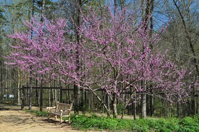 Tree with many pink little flowers.