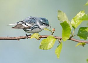 A cerulean warbler with black and blue markings pecks at berry on branch.