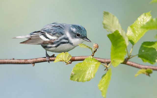A cerulean warbler perched on a tree branch with new leaves.