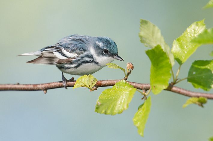 Photo of a cerulean warbler, with bluish feathers on head and stripes on body.