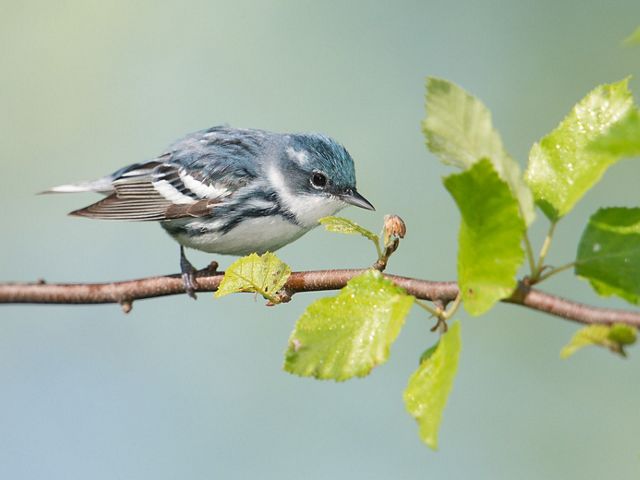Photo of a Cerulean warbler, with bluish feathers on head and stripes on body.