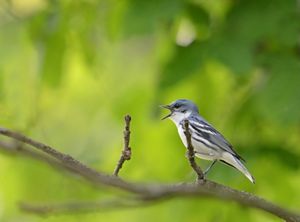 A blue and white cerulean warbler on a bare branch singing against a blurred green background. 