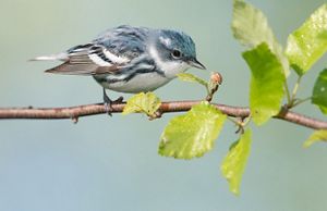 A cerulean warbler, a small songbird with a blue back and white chest, perches on a branch.