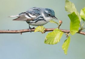 Small cerulean warbler perched on slender branch.