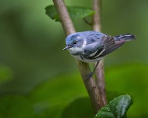 A cerulean warbler in a tree.