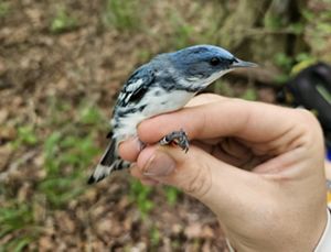 Bird resting in hand.