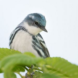A cerulean warbler perched on a leafy branch. 