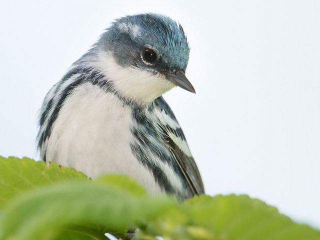 The cerulean warbler is not easy to spot, since they spend most of their time high up in the forest canopy.