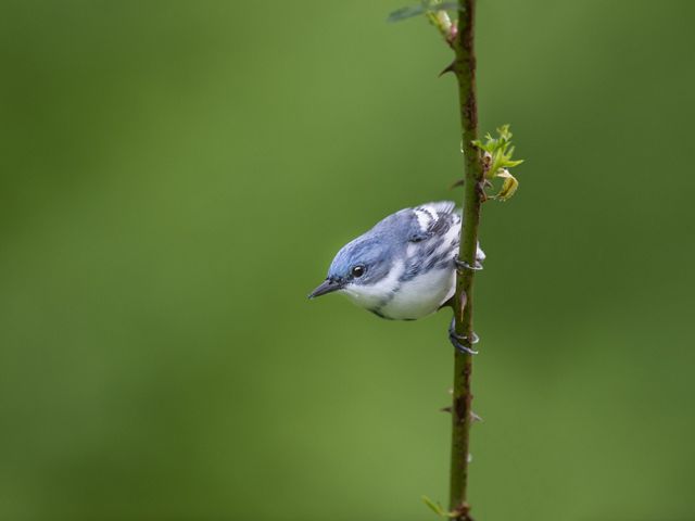Blue and white male cerulean warbler is perched on a vertical twig looking off to the left of the photo.