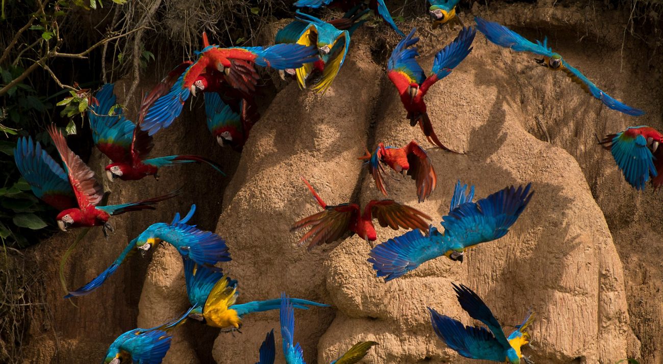 Tres especies de guacamayos en la Reserva Natural Tambopata en Perú.