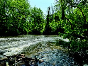 A free-flowing river winds through a forest.