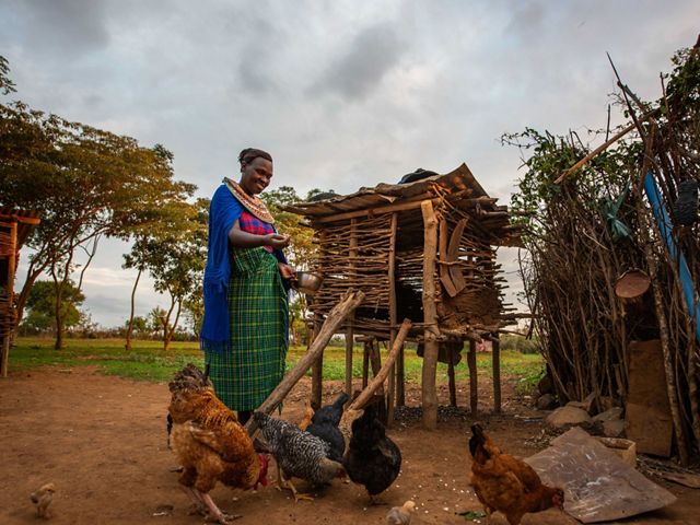 Samburu woman feeding chickens