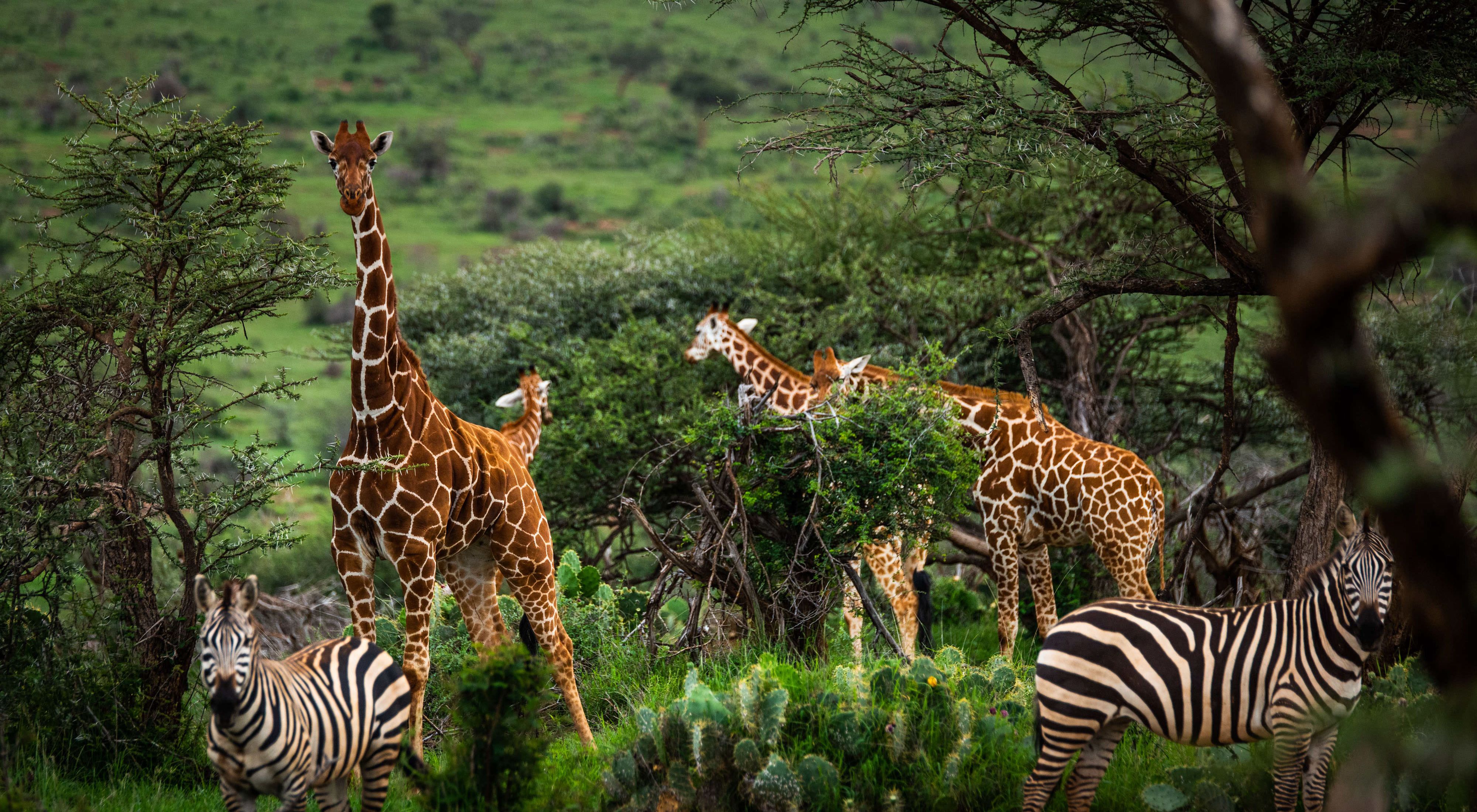 a group of zebras and giraffes graze in a lush green landscape