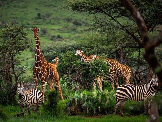 Giraffes and zebra graze on green grass
