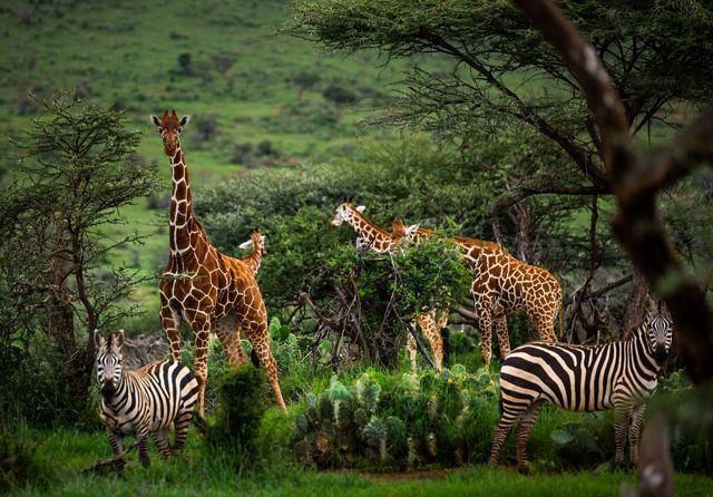 Zebras and giraffes in green landscape.