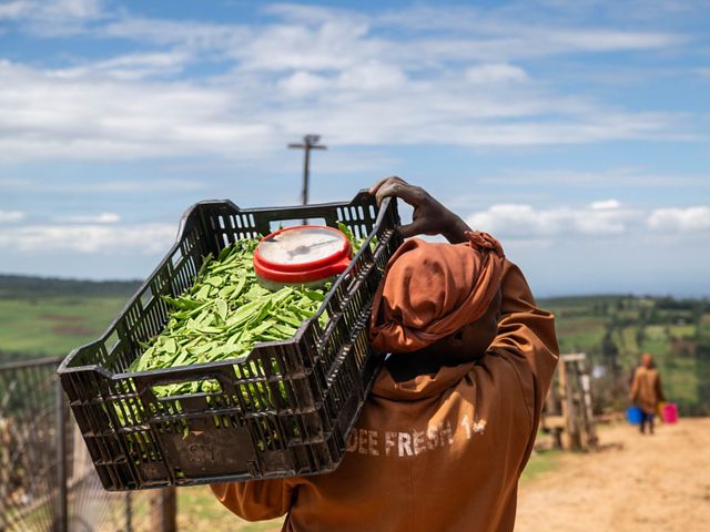 A woman with a crate of snow peas on her shoulders